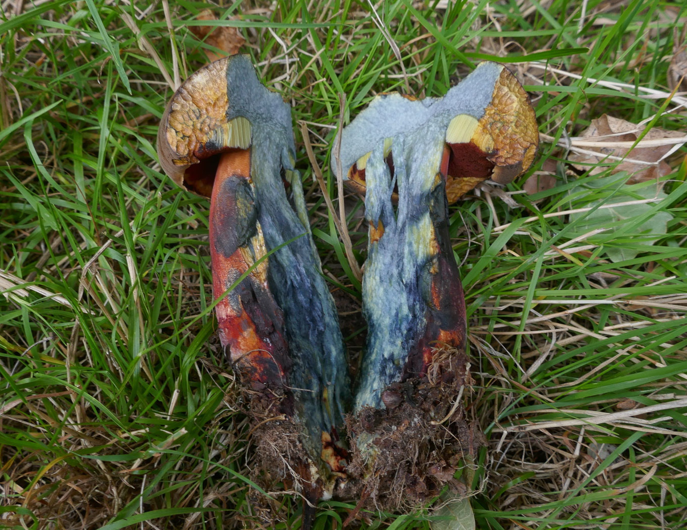 Photo © Jackie Ewan Neoboletus luridiformis by Jackie Ewan